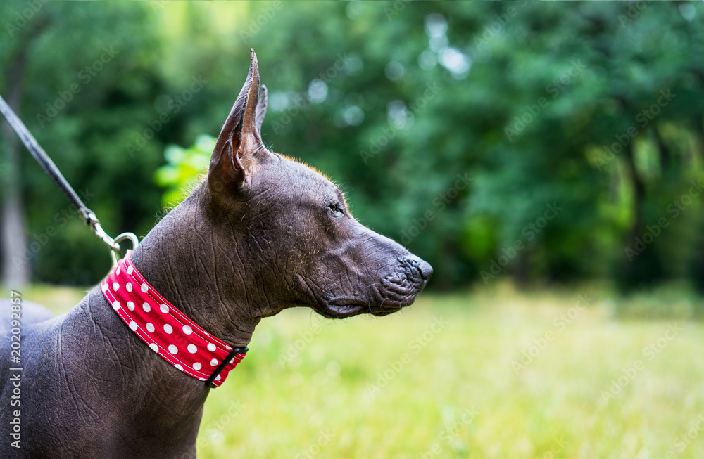 Foto de portrait of one dog of Xoloitzcuintli (xolo) breed, mexican  hairless dog of black color in a red collar, outdoors with green grass and  trees on background do Stock | Adobe