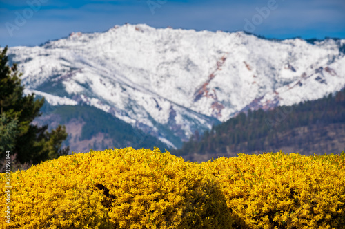 Brilliant gold flowers in the foreground with snow covered mountains in the background