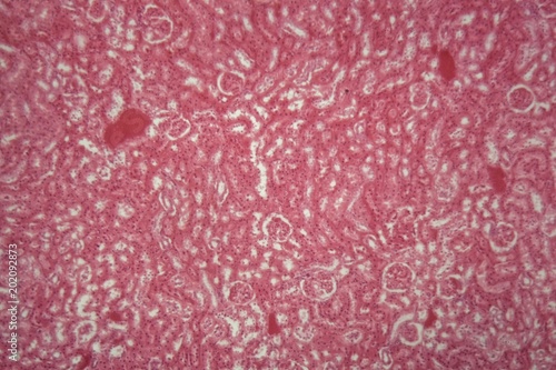 Cuboidal epithelium of a mouse under the microscope. photo