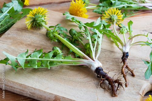 Whole dandelion plant with root on a table