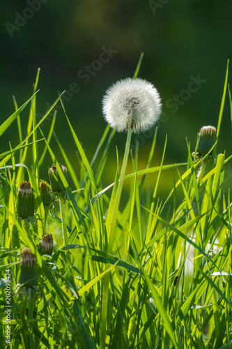 Fototapeta Naklejka Na Ścianę i Meble -  pusteblume