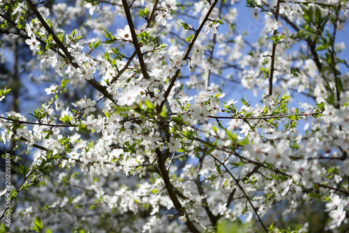 Blossom trees at spring close up. Seasonal blooming of trees. 