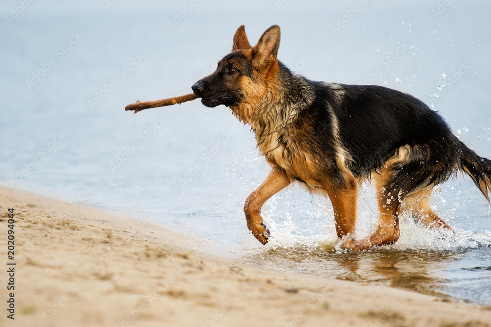 dog shepherd in the water on the beach dog shepherd in the water on the beach