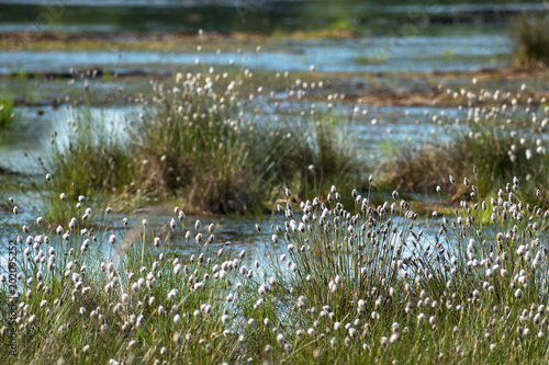 Fotografia cotton grass (Eriophorum vaginatum) and water in the Venner Moor, raised bog  la