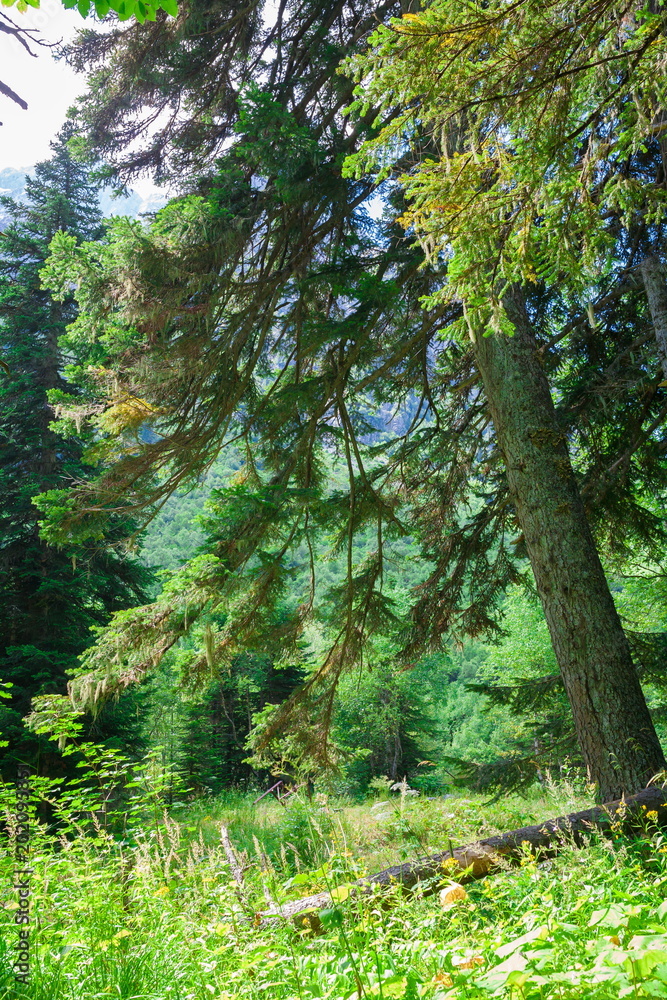 Fototapeta premium Mountain summer. Day. Green pine forest