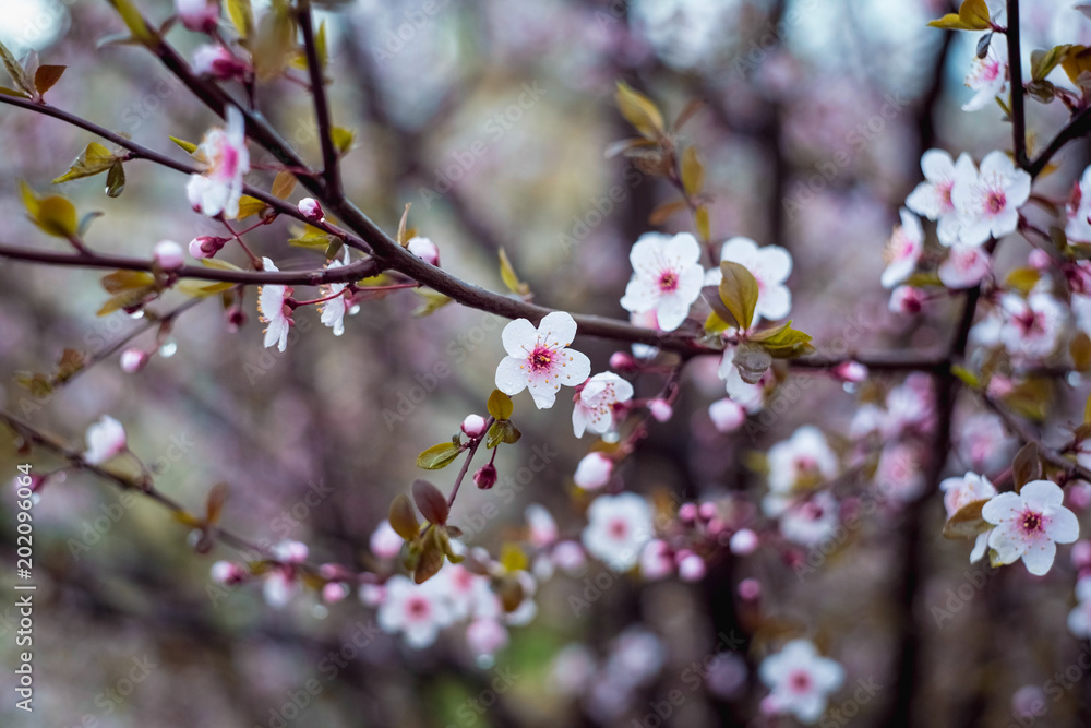 Beautiful spring blooming tree with a lot of flowers Beautiful spring blooming tree with a lot of flowers