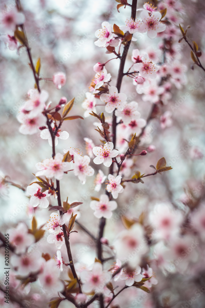 Beautiful spring blooming tree with a lot of flowers