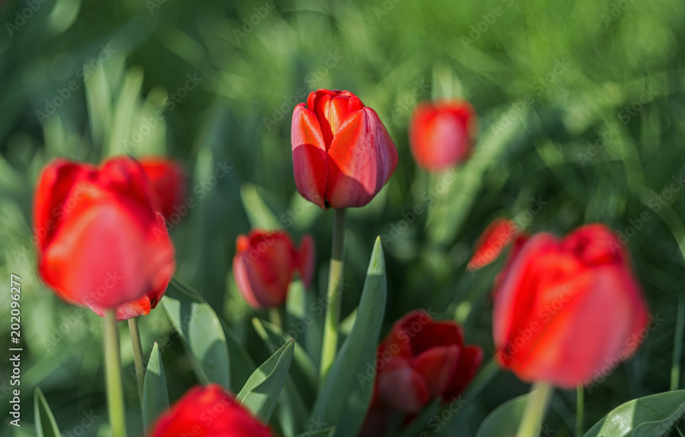 Group of red tulips in the park. Spring landscape. Group of red tulips in the park. Spring landscape.
