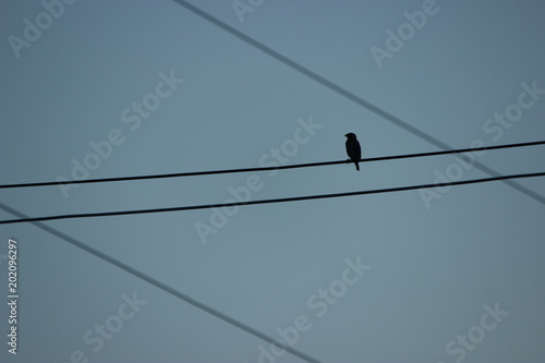 bird in the cables