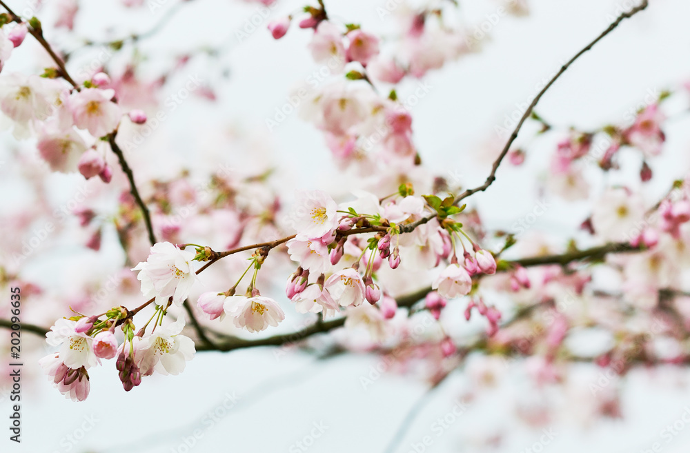Sakura flowers blossom. Japan cherry tree in garden, spring time Sakura flowers blossom. Japan cherry tree in garden, spring time