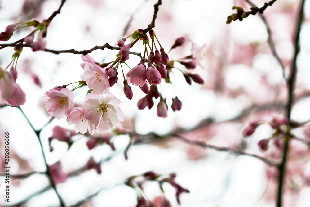 Sakura flowers blossom. Japan cherry tree in garden, spring time Sakura flowers blossom. Japan cherry tree in garden, spring time