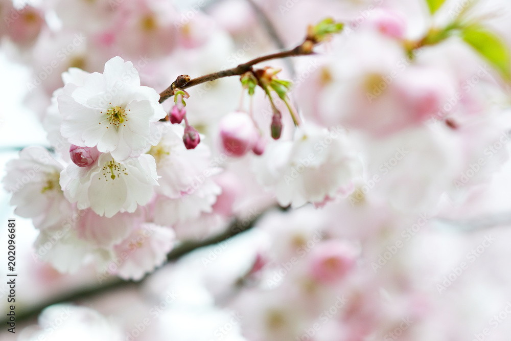 Sakura flowers blossom. Japan cherry tree in garden, spring time Sakura flowers blossom. Japan cherry tree in garden, spring time
