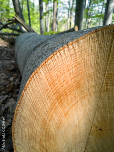 Wood Rings