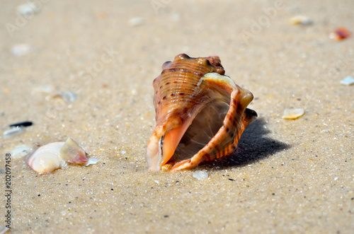 Sea waves wash the seashells on the beach