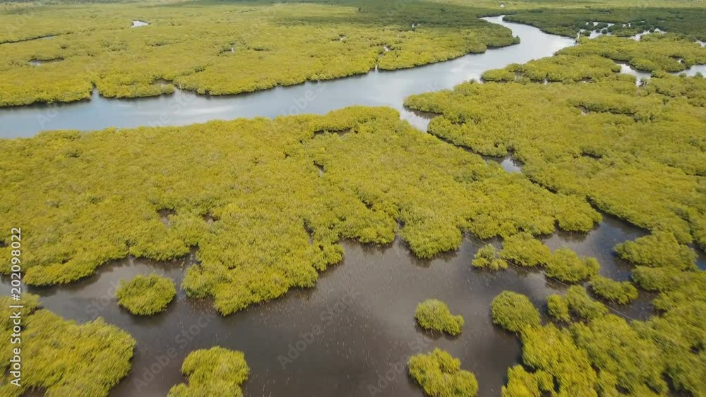 Aerial view of mangrove forest and river on the Siargao island. Mangrove jungles, trees, river. Mangrove landscape. Philippines. 4K video. Aerial footage Aerial view of mangrove forest and river on the Siargao island. Mangrove jungles, trees, river. Mangrove landscape. Philippines. 4K video. Aerial footage