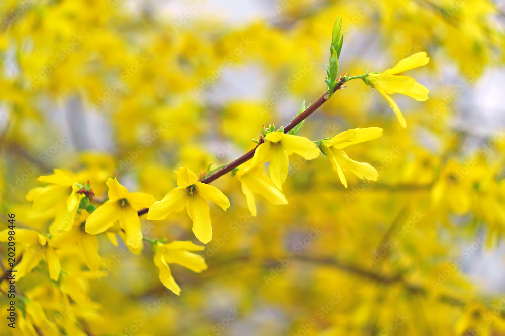 Forsythia many yellow flowers blossoming in April, artwork background close-up Forsythia many yellow flowers blossoming in April, artwork background close-up