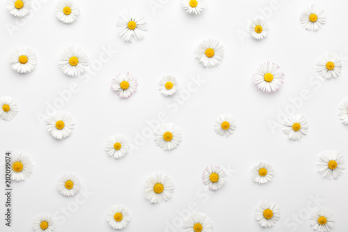 Floral pattern made of white chamomile daisy flowers on white background. Flat lay, top view. Daisy background.
