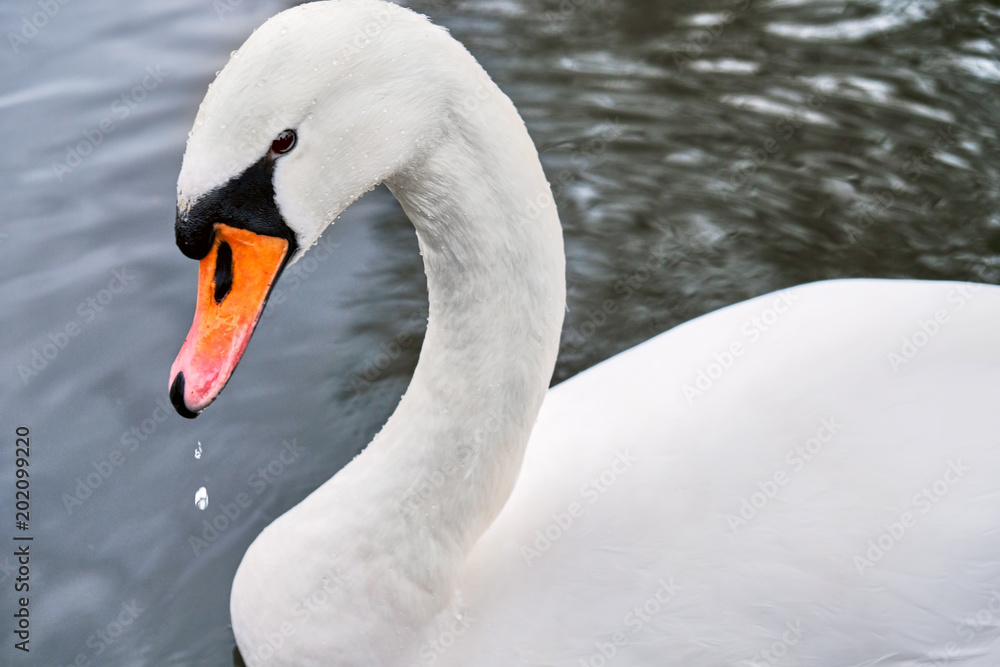 Obraz premium Beautiful white swan bird