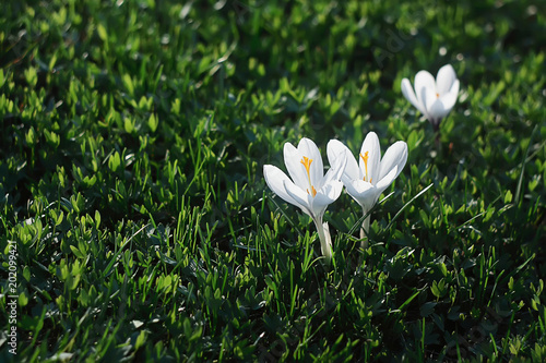 group of white crocuses on the bright green grass background, close up