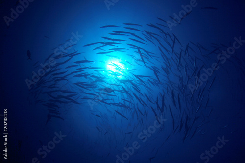 Fish school Barracuda