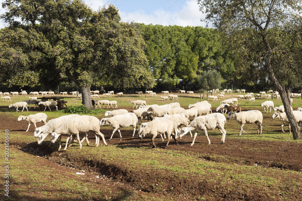 Obraz premium Rebaño de ovejas pastando entre los arboles