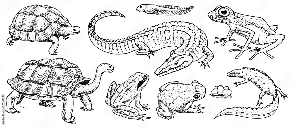 Crocodile and turtle. Reptiles and amphibians set. Pet and tropical animals. Wildlife and Frogs, lizard and turtle, chameleon and anuran Engraved hand drawn in old vintage sketch. Vector illustration. Crocodile and turtle. Reptiles and amphibians set. Pet and tropical animals. Wildlife and Frogs, lizard and turtle, chameleon and anuran Engraved hand drawn in old vintage sketch. Vector illustration.
