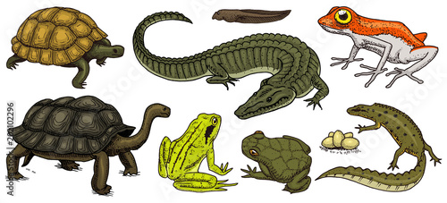 Crocodile and turtle. Reptiles and amphibians set. Pet and tropical animals. Wildlife and Frogs, lizard and turtle, chameleon and anuran Engraved hand drawn in old vintage sketch. Vector illustration.