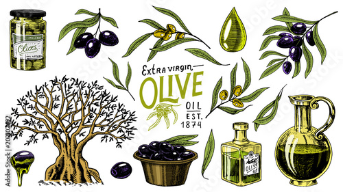 Set of Olive oil and branch of trees. Organic vegetarian product in bottle. Green plant for healthy diet. Black fruit for cooking food. Engraved hand drawn in old vintage sketch. Vector illustration.