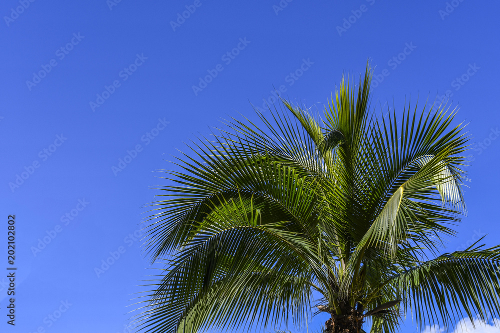 Palm tree top against blue sky Palm tree top against blue sky