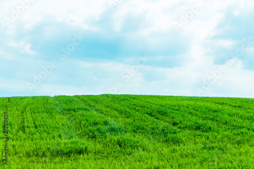 Landscape green grass on sky background, blue sky on horizon, spring green grass © Vladyslav