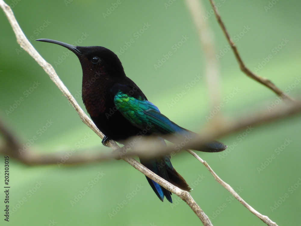 Fototapeta premium Colibri madère sur sa branche