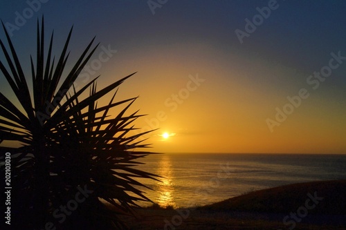 Sunset,Palm, Martinique
