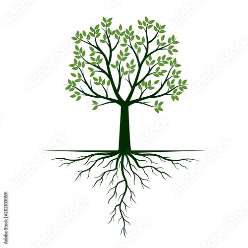 Green Tree with Roots. Vector Illustration.