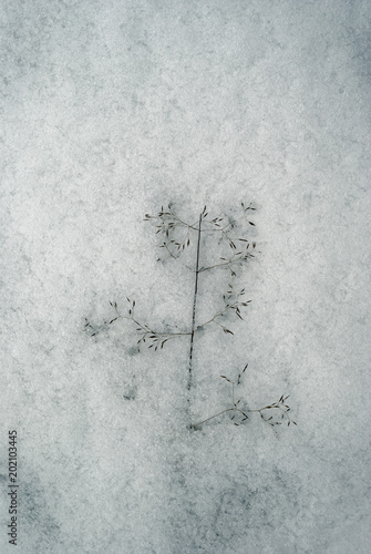 background - dry spikelet of bluegrass, frozen in snow photo