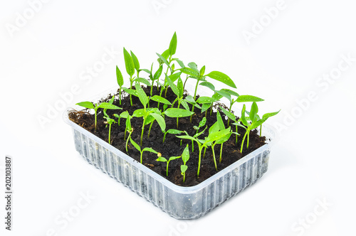 Young green  pepper seedling sprouts in the peat pots isolated on white background. Gardening concept. photo