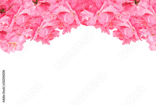 Framework of lovely pink roses on white background. Flower board for love, valentine, mother, women. Greeting theme  with copy space