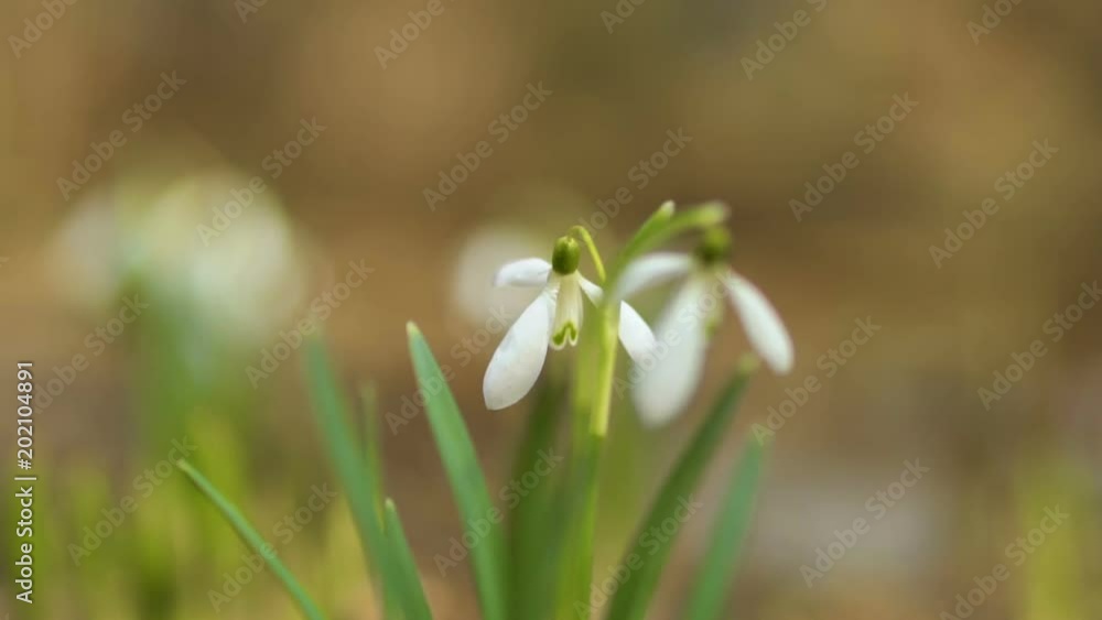 Beautiful blurred snowdrops Beautiful blurred snowdrops