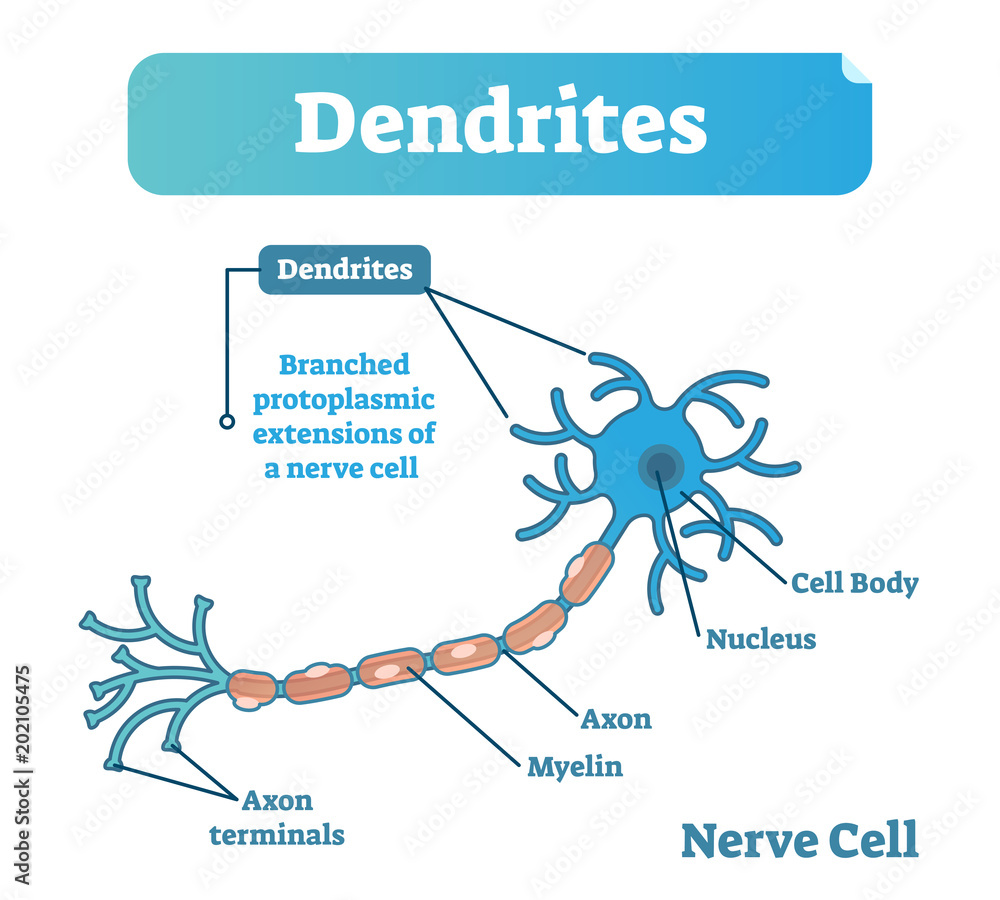 Dendrite biological anatomy vector illustration diagram with nerve cell