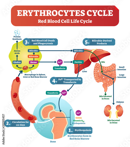 Red blood cell - erythrocytes life cycle and circulation scheme in human body vector illustration. Biological anatomy diagram.