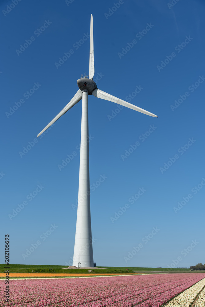 Obraz premium Wind turbine spinning and generating green carbone footprint free electricity under a sunny blue sky at Almere near Amsterdam, Netherlands