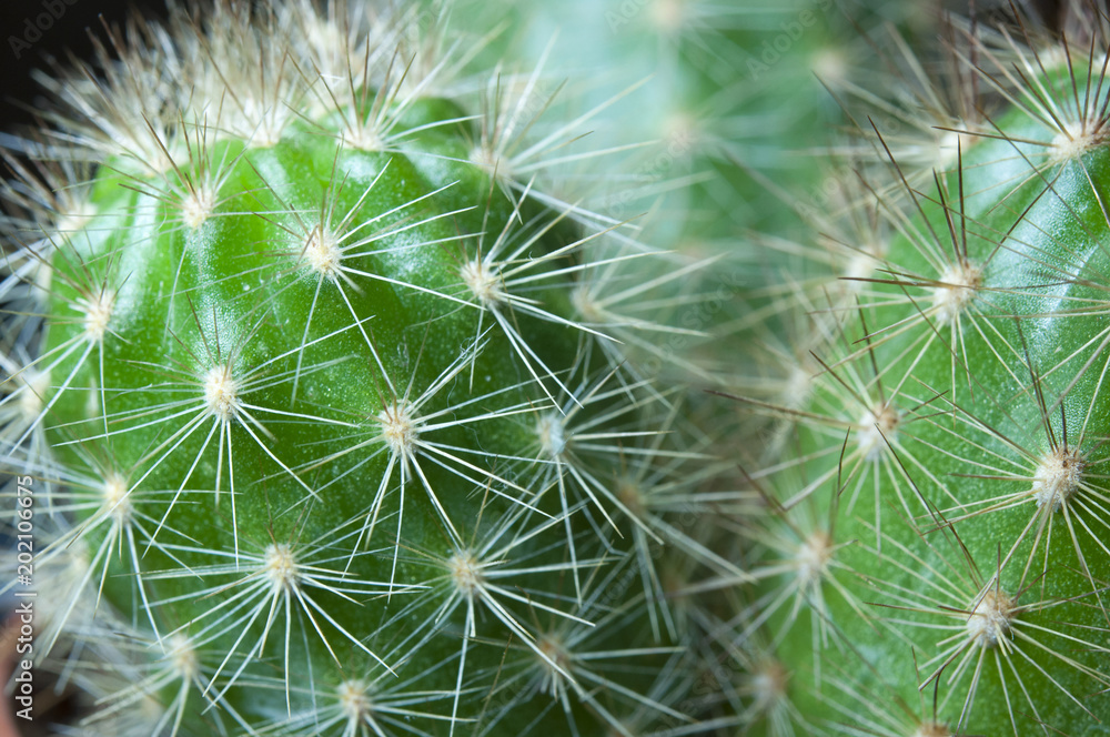 Macro cactus thorns. Macro cactus thorns.