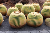 Cactus balls in tropical cactus garden Jardin de Cactus in Guatiza village, Lanzarote, Canary Islands