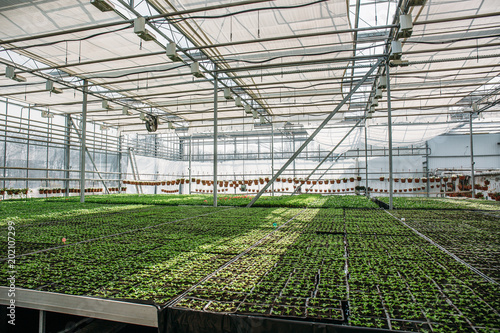 Organic hydroponic ornamental plants cultivation nursery farm. Large modern hothouse or greenhouse, farming growing seedings 