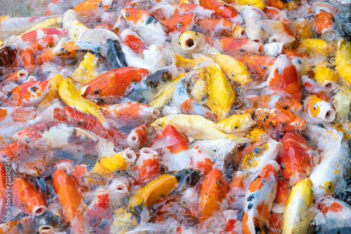 feeding carp/koi fish in pond.Koi or more specifically nishikigoi are colored varieties of Amur carp (Cyprinus rubrofuscus)