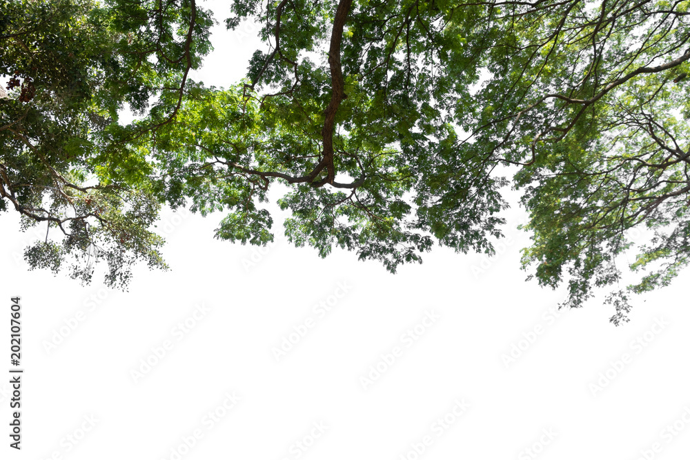 Fototapeta premium beautiful tree and leaf texture bachground on white and a free space