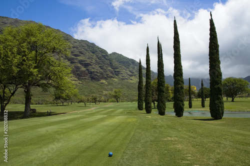 Columnar Evergreen Trees along golf fairway At Makaha Golf Club on Oahu, Hawaii photo
