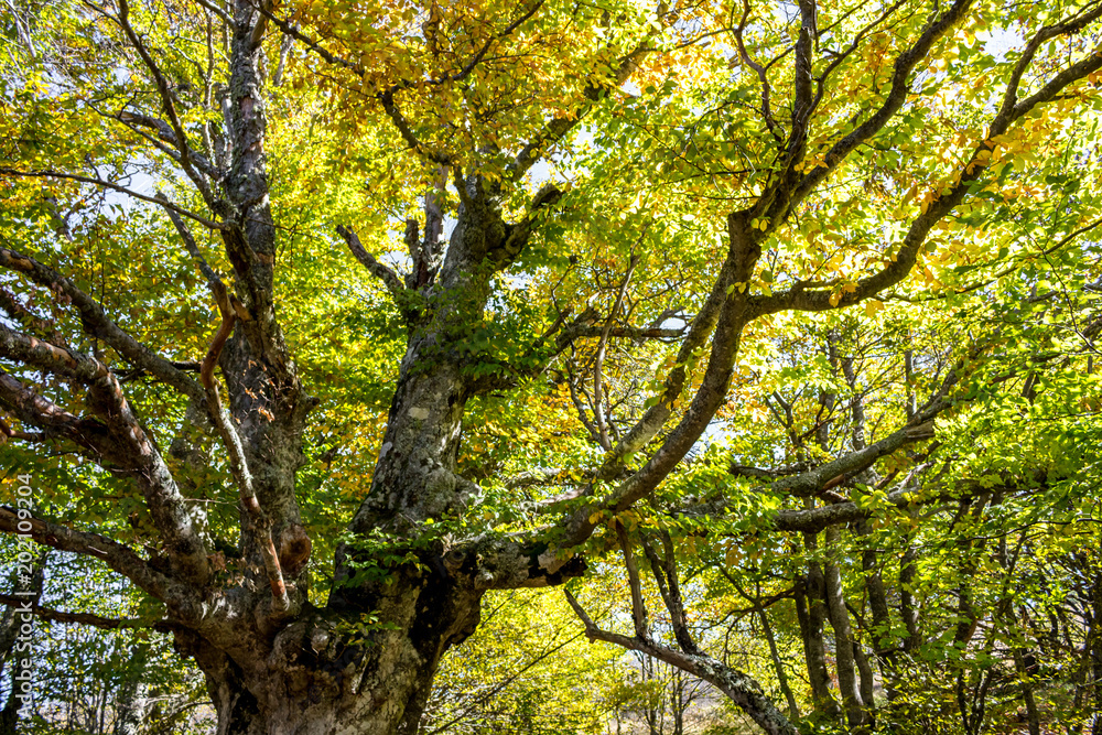 Yalta mountain forest natural reserve. Forest on Mount Ai-Petri. The south coast of Crimea
Yalta mountain forest natural reserve. Forest on Mount Ai-Petri. The south coast of Crimea