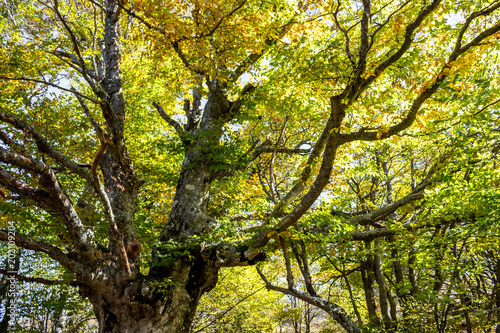 Yalta mountain forest natural reserve. Forest on Mount Ai-Petri. The south coast of Crimea  