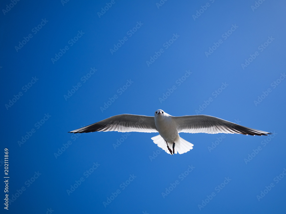 Obraz premium 青空とカモメ