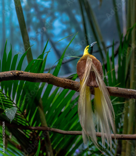 Bright Yellow, Orange and White Plumage on a Lesser Bird of Paradise on a Branch